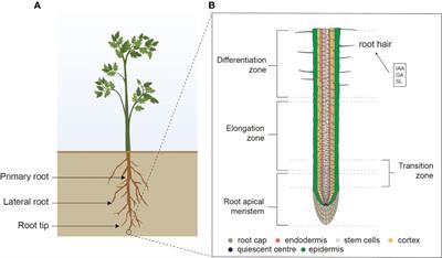 Modulating root system architecture: cross-talk between auxin and phytohormones